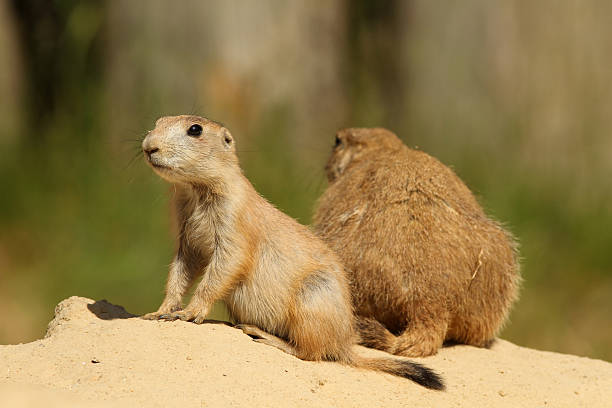 istock Baby prairie dog 104666961