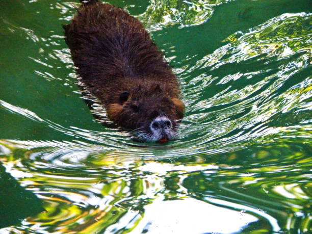 istock Wild animals - coypu 1046670296