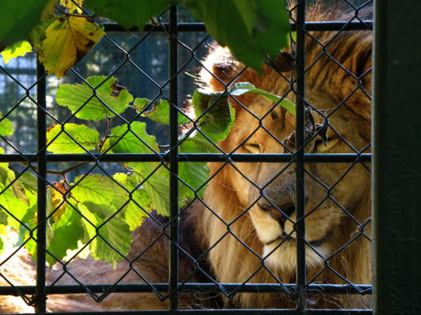 istock Wild animals - caged lion 1046670352