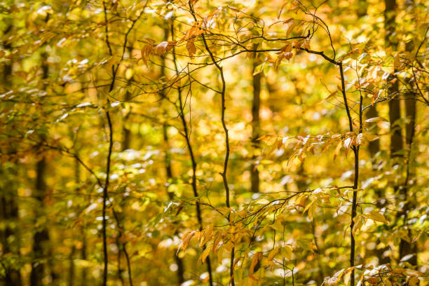 istock Yellow forest in autum 1046670706