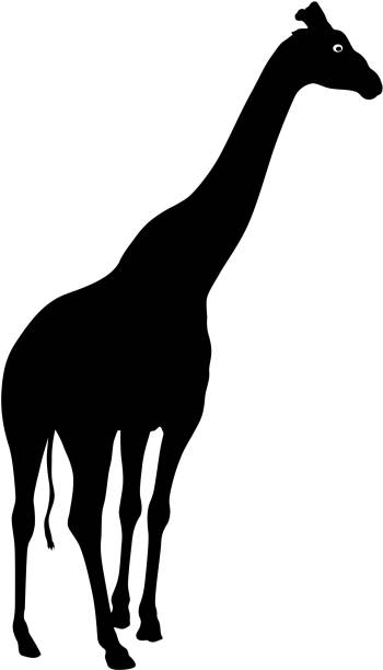 istock Silhouette of a high African giraffe on a white background 1046677568