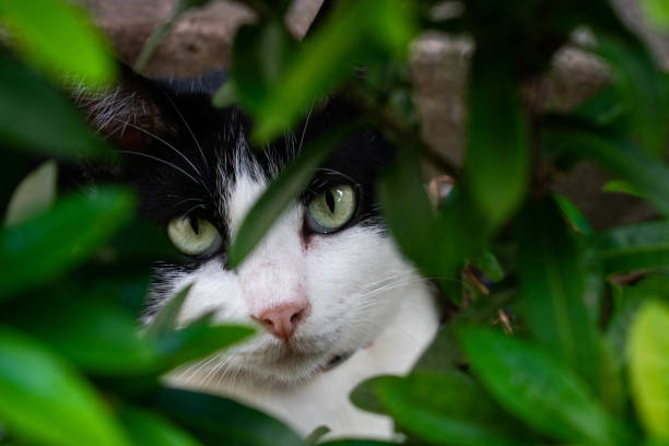 istock Cat behind the bush, Belem, Brazil, 09/29/2018 1046679744