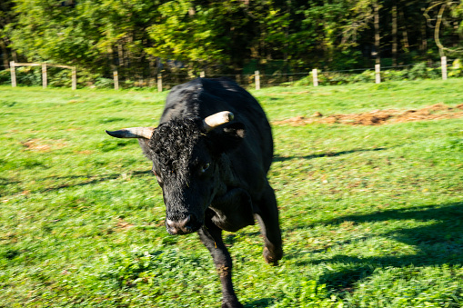 Beef cattle farm.  Black Angus bull running in a field