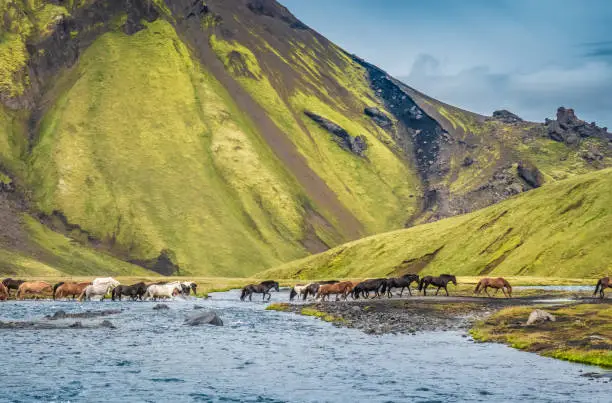 Photo of Semi-wild icelandic horses crossing a glacial river in the Fjallabak Nature Reserve in the Highlands of Iceland. Laugavegur hiking trail.