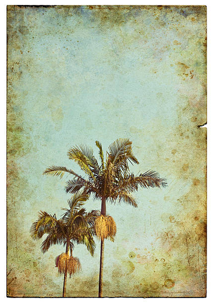 vintage palm kartka pocztowa - 4606 zdjęcia i obrazy z banku zdjęć