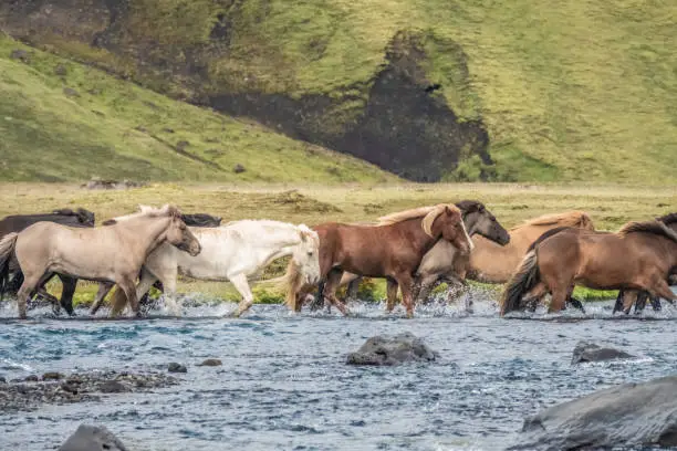 Photo of Semi-wild icelandic horses crossing a glacial river in the Fjallabak Nature Reserve in the Highlands of Iceland. Laugavegur hiking trail.