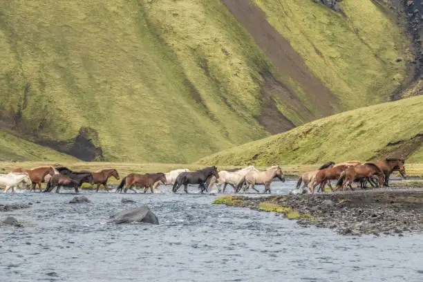 Photo of Semi-wild icelandic horses crossing a glacial river in the Fjallabak Nature Reserve in the Highlands of Iceland. Laugavegur hiking trail.