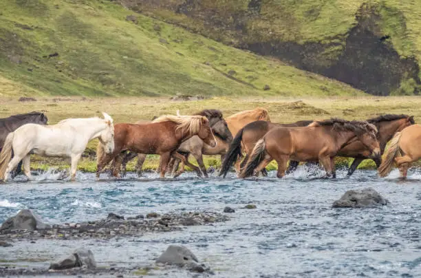 Photo of Semi-wild icelandic horses crossing a glacial river in the Fjallabak Nature Reserve in the Highlands of Iceland. Laugavegur hiking trail.