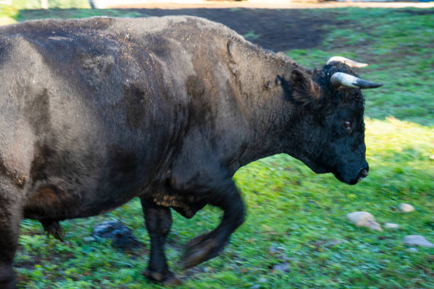 closeup watusi bull ( king of cow ) eating grass with soft-focus and over light in the background