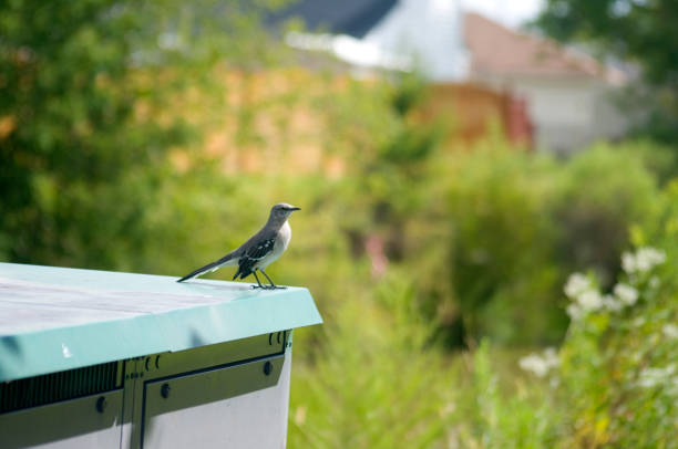 istock Mockingbird on the roof 1046688592