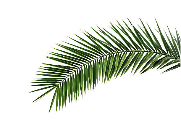 istock Leaves of palm tree 104669061