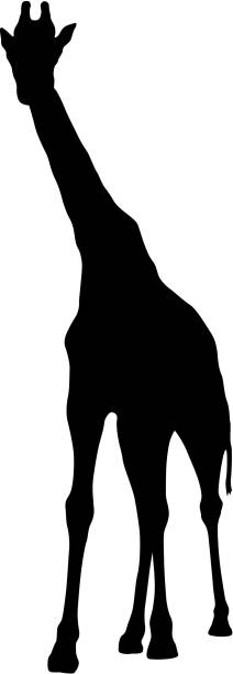 Silhouette of a high African giraffe on a white background vector art illustration