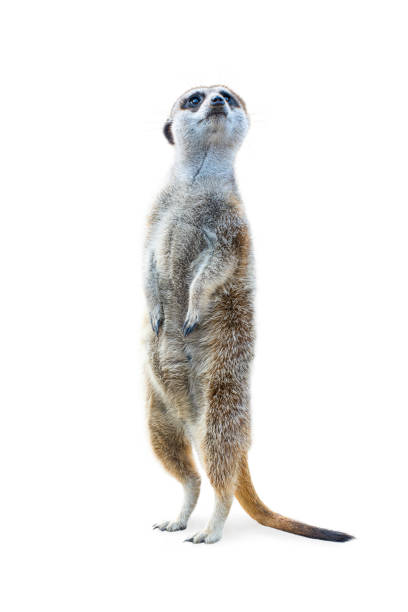 Standing Meerkat Isolated Portrait of a meerkat standing upright and looking alert isolated on white background. meerkat stock pictures, royalty-free photos & images