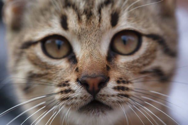 istock Sad face of a little gray kitten close up 1046694876