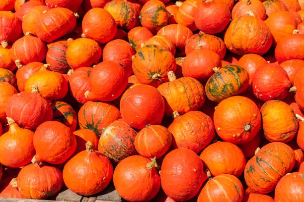 A bunch of small orange pumpkins