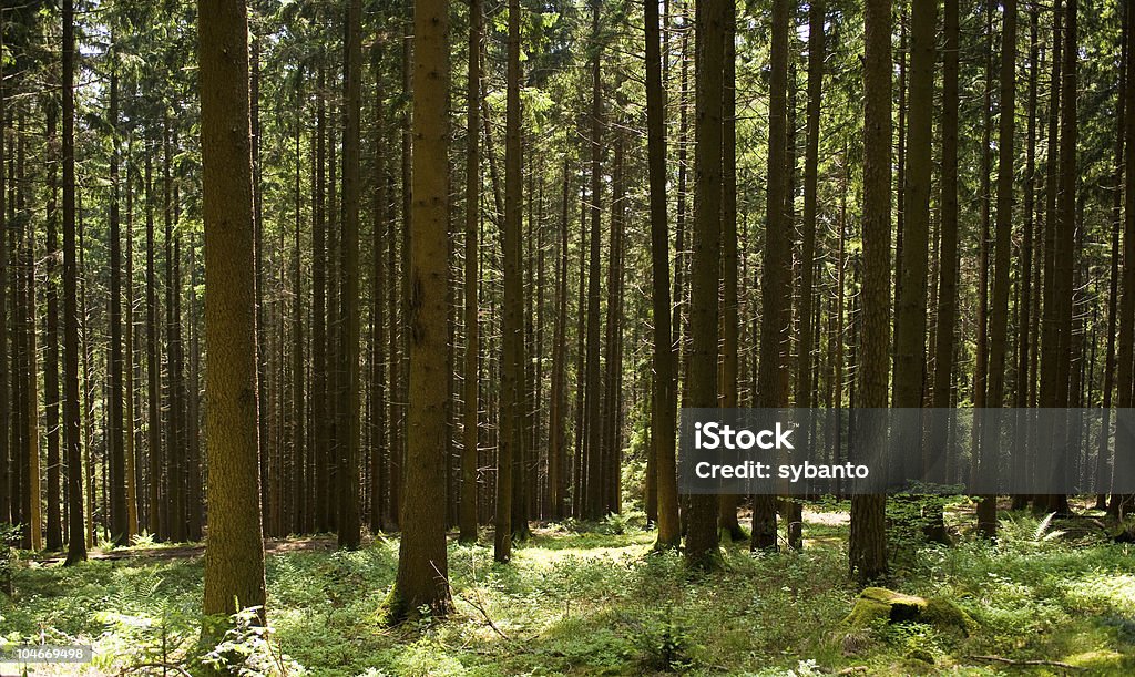 fir forest - Lizenzfrei Fichte Stock-Foto