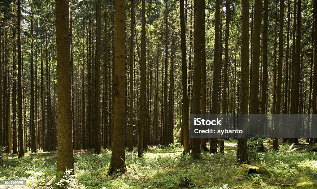 fir forest - Zbiór zdjęć royalty-free (Świerk)