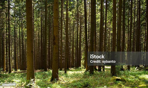 Fir Forest - zdjęcia stockowe i więcej obrazów Świerk - Świerk, Bez ludzi, Cień