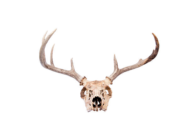 whitetail buck 스컬 - antler stag deer animal skull 뉴스 사진 이미지