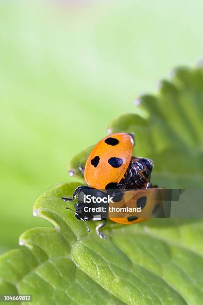 Joaninha - Fotografias de stock e mais imagens de Beleza natural - Beleza natural, Botânica - Ciência de plantas, Colorido