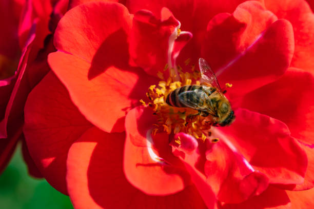 istock Bee in the closeup on a red blossom 1046699412