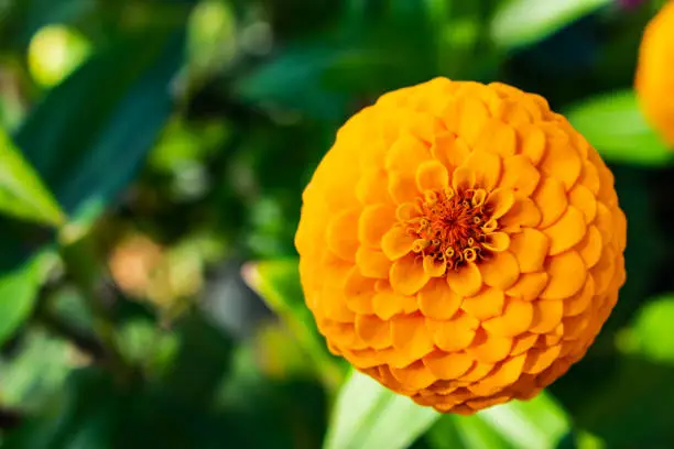 beautiful orange blossom in the closeup