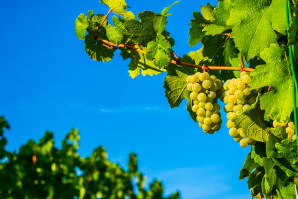 istock Grapes on the vine in front of blue sky 1046700190