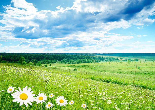 Beautiful landscape in  springtime  with cherry blossom in the agricultural region of Haspengouw in Limburg, Flanders, Belgium. Meadow with blooming dandelions.