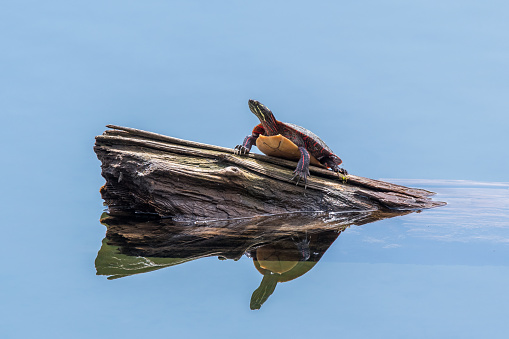 Painted turtle on a log in a pond with reflections