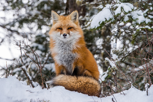 Red Fox sitting with tail in front in winter