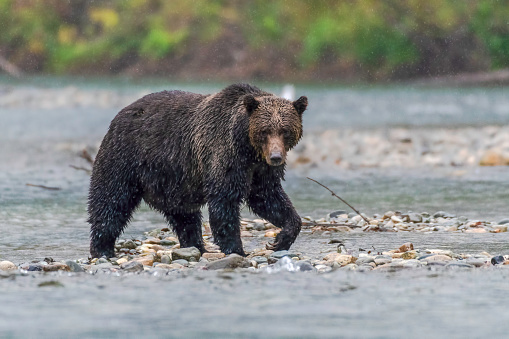 Grizzly bear walking on a river hunting and eating salmon Bella Coola British Columbia Canada