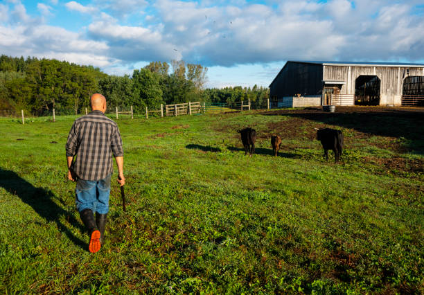 istock Beef cattle farm.  A cattle farmer with a bull and calves in a pasture. 1046703152