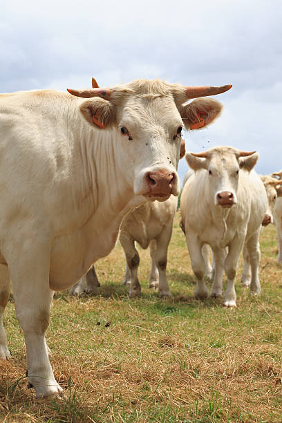istock Blondes d'Aquitaine cows 104670527