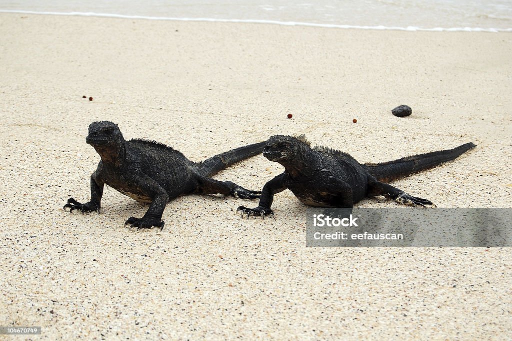 Par Marine Iguanas - Foto de stock de Agressão royalty-free