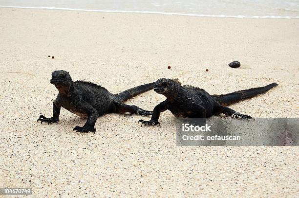 Foto de Par Marine Iguanas e mais fotos de stock de Agressão - Agressão, Animal, Animal de sangue frio