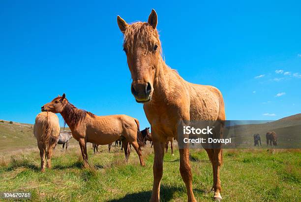 Photo libre de droit de Troupeau De Chevaux banque d'images et plus d'images libres de droit de Alezan foncé - Couleur d'un cheval - Alezan foncé - Couleur d'un cheval, Bai, Beauté de la nature