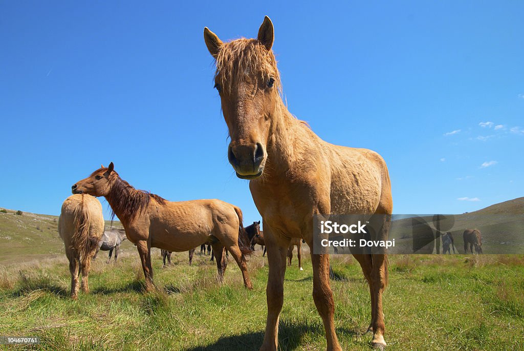 Mandria di cavalli - Foto stock royalty-free di Ambientazione esterna