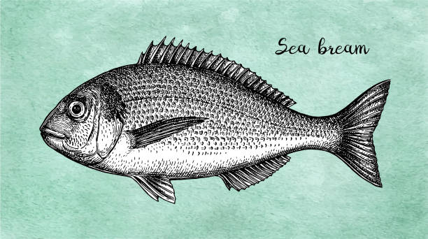 ภาพประกอบสต็อกที่เกี่ยวกับ “ภาพร่างหมึกของบรีมทะเลหัวสุกร - วงศ์ปลาจาน ปลาเขตร้อน”