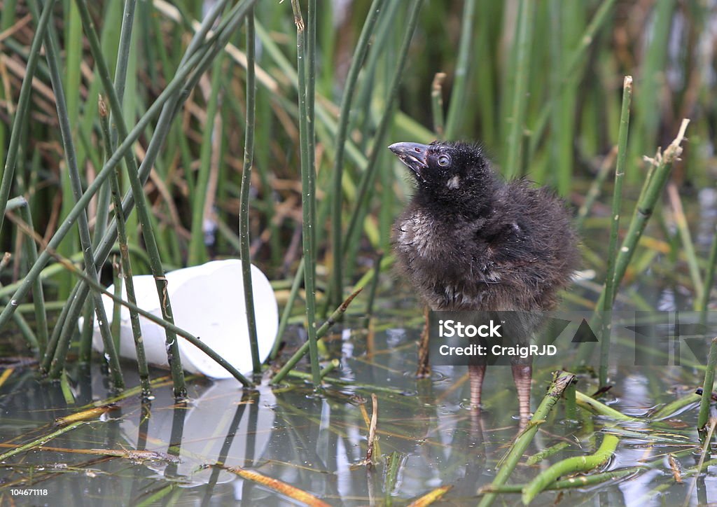 Baby-Hen - Lizenzfrei Müll Stock-Foto