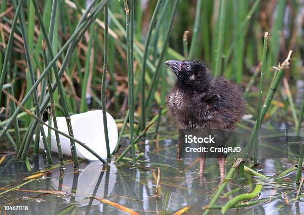 Babyhen Stockfoto und mehr Bilder von Müll - Müll, Australien, Sumpf