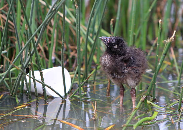Close-up of a Young common moorhen, Gallinula chloropus, swimming in a pond on the water surface. The background is green, selective focus is used.