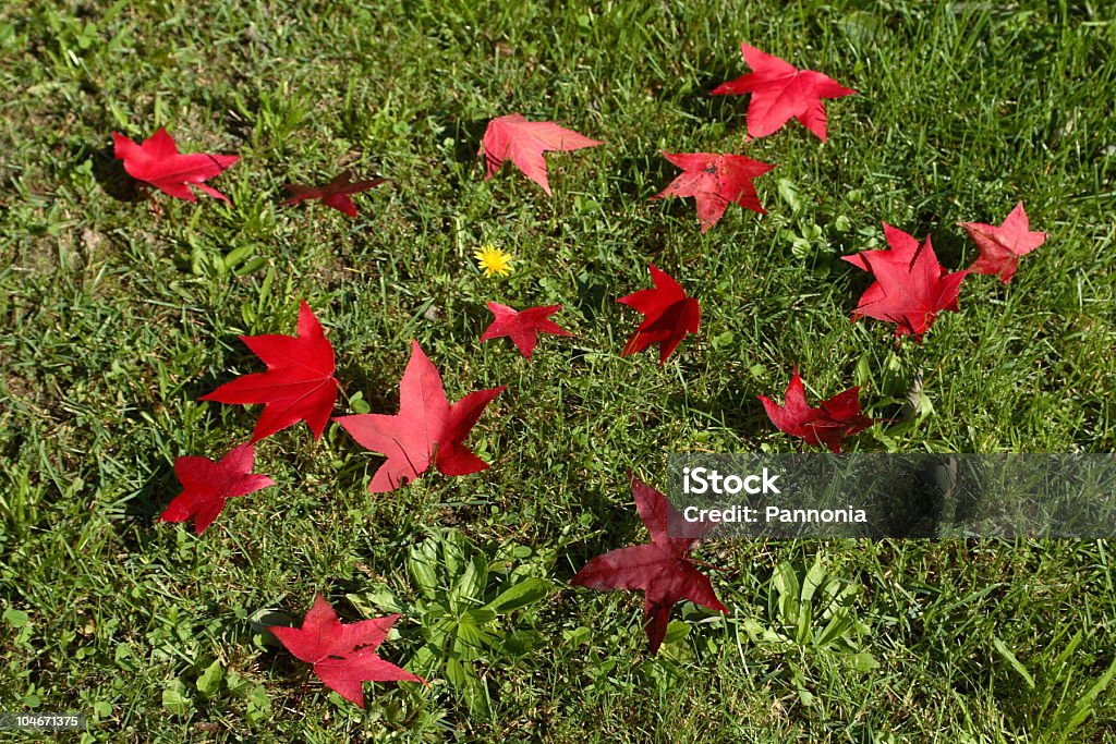 黄花、赤の葉 - カラー画像のロイヤリティフリーストックフォト