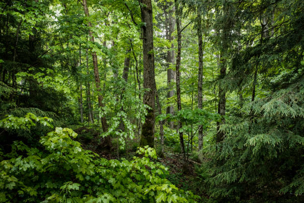 exuberante bosque verde - pino conífera fotos fotografías e imágenes de stock