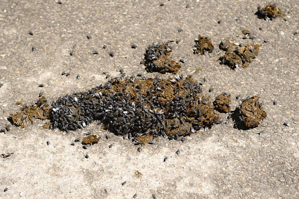 istock Flies on Horse Dung 104671527