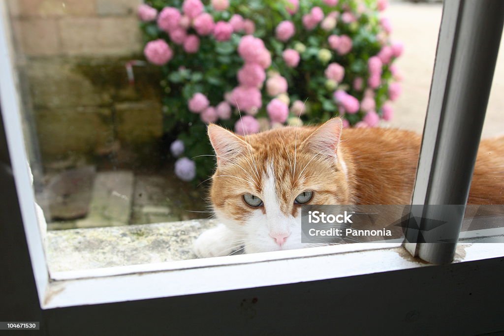 Chat à la fenêtre - Photo de Bordure libre de droits
