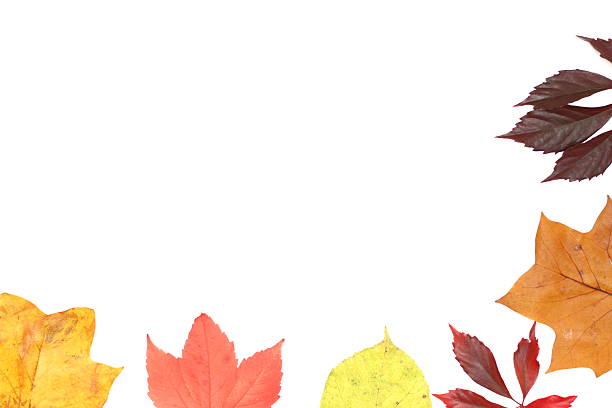 Colorful autumn leaves falling on a path in forest.