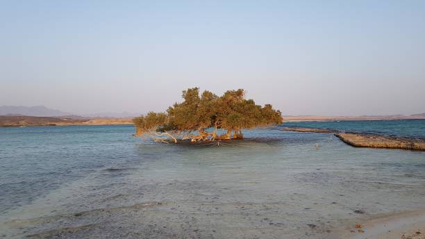 istock Mangrove tree in the lagoon 1046717494