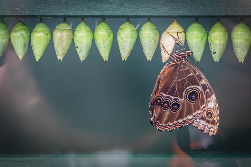 Peleides morpho butterfly also known as Morpho peleides emerging from one of the cocoons in hothouse