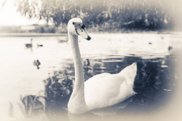 istock White swan swimming in the lake 1046720556