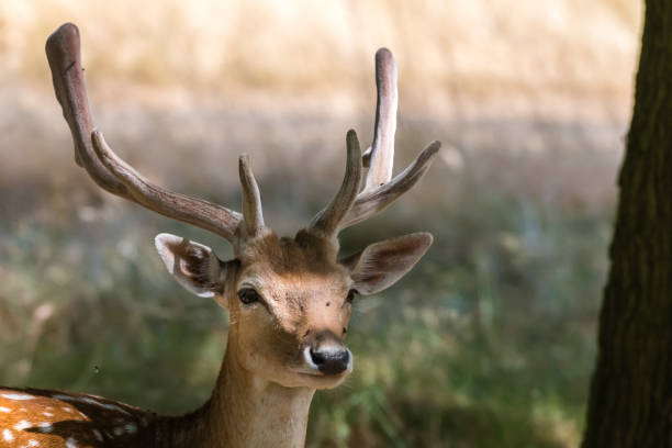 istock Portrait of a proudly looking deer 1046723274